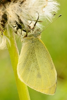 Pieris rapae (Cavolaia minore)